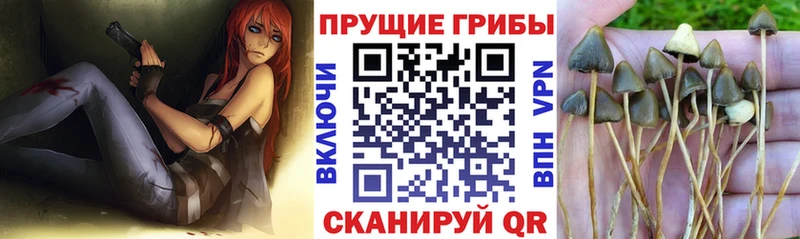 купить наркотик Сосногорск Псилоцибиновые грибы прущие грибы